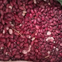 لوبیا قرمز امسالی