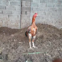 تخم لاری نطفه دار|خوردنی و آشامیدنی|کردکوی, |دیوار