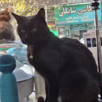 گربه گمشده محدوده خ خوش دامپزشکی