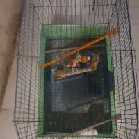 یک عدد قفس کوتوله برزیلی به فروش می رسد|پرنده|آران و بیدگل, |دیوار