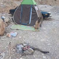 سگ مالینویز