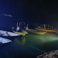 فروش ماهی کولی عمده