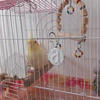 فروش عروس هلندی