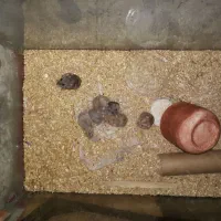 همستر مینیاتوری گلد طلایی|موش و خرگوش|محمدشهر, علی آباد گونه|دیوار