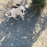 سگ واگذارمیشه