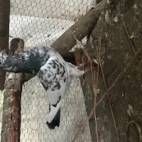 کبوتر پرشی و زینتی