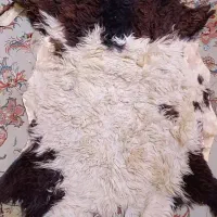 پشم گوسفند زیرانداز طب سنتی درمان