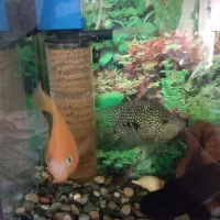 ماهی پنکوسی اسکار سیچیلاید دالر پرت پنکوسی کلمبیای|ماهی|قرچک, مهدیه|دیوار