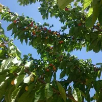 فروش باغ ۵۰۰۰ متری در کودیان برق آب گاز