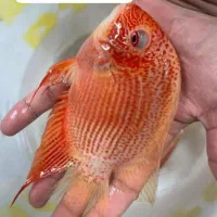 شیشه خم شرکتی .م|ماهی|کرمانشاه, |دیوار