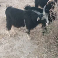کره نر
