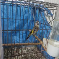 سهره ،قناری|پرنده|گرگان, |دیوار