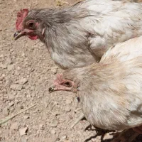 مرغ آسترالوپ اسپالیش