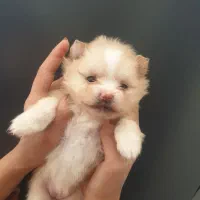 سگ زیباکوچولو