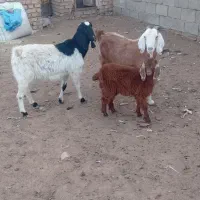 دو تا بز یک زاییده یکی ابستن