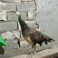 طاووس ماده سه ساله|پرنده|اردبیل, |دیوار