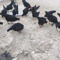 مرغ|حیوانات مزرعه|خورموج, |دیوار