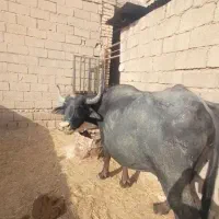 شوشتر شهرک شهید فلاحی نزدیک به شرکت کارون