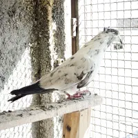 کبوتر پرشی|پرنده|سمنان, |دیوار