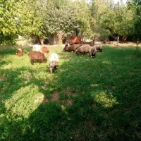 بره نر و ماده|حیوانات مزرعه|یزد, |دیوار
