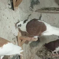 پشتی غوره ای سه بر  و غوره سرخ|پرنده|برازجان, |دیوار