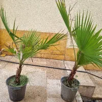 نخل/پالم واشنگتن