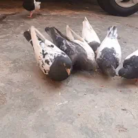 ۷عدد کبوتر رنگی یک عدد پلاکی
