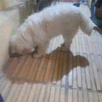 سگ‌‌پاکوتاه‌نر