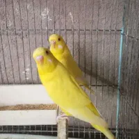 عروس هلندی و مرغ عشق فنچ