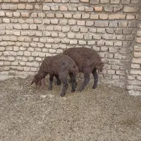 ۲رآس بره ماده قزل افشار،جنس دار،خوراک خور