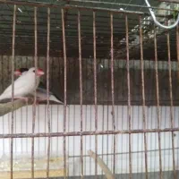 سلام یه جفت فنچ نرگسی پیشوا|پرنده|پیشوا, |دیوار