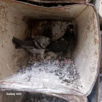 کبوتر پلاکی آماده جلد کردن