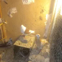 کفتر پرشی بشرط پر