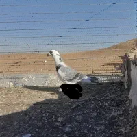 سلام کبوتر|پرنده|تربتحیدریه, پائین ولایت|دیوار