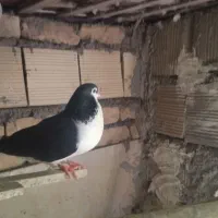 کفتر ساده