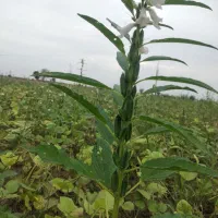 نیم دانه فجر حدود ۲۵۰کیلو برنج فجرهم هست