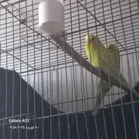 مرغ عشق|پرنده|خرمشهر, |دیوار
