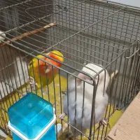 جفت طوطی مولد با۵تخم به شرط مولد بودن|پرنده|ملارد, |دیوار