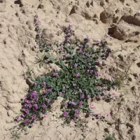 ماشین میخوام چغندر ببرم