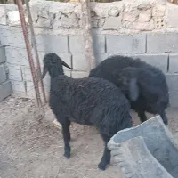 بره نر همو قره قزل