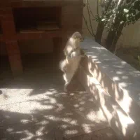 سگ پا کوتاه مهاوضه با پرنده