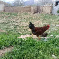 خروس|حیوانات مزرعه|زالیان, |دیوار