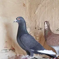 کبوتر|پرنده|شال, |دیوار