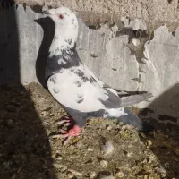 گوره ماده