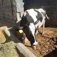 گاو وگوساله نر|حیوانات مزرعه|فلارد, |دیوار