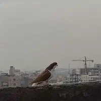 سرور هفرنگ ساده سرخ  تعدادی صید واسه نو بازی