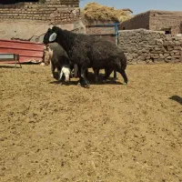 ۲۲ راس میش داشتی خانگی و ۷راس قوچ درجه یک نژاد دار