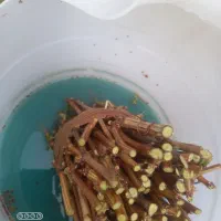 قلمه مندراب( ضمانتی)