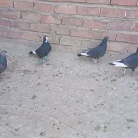 کبوتر پلنگ|پرنده|ماهان, |دیوار