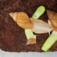 حلزون غول پیکر افریقایی